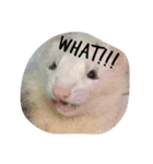 ferret-hero（個別スタンプ：2）