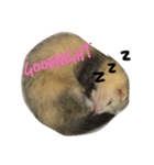 ferret-hero（個別スタンプ：3）
