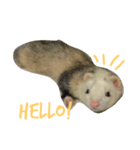 ferret-hero（個別スタンプ：4）