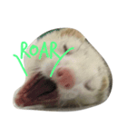 ferret-hero（個別スタンプ：7）