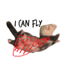 ferret-hero（個別スタンプ：8）