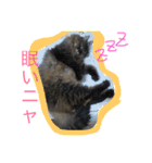 モコとアイニャンそしてシンバの猫三姉妹（個別スタンプ：1）