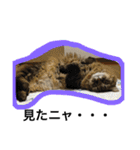 モコとアイニャンそしてシンバの猫三姉妹（個別スタンプ：2）