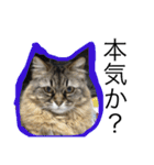 モコとアイニャンそしてシンバの猫三姉妹（個別スタンプ：3）
