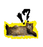 モコとアイニャンそしてシンバの猫三姉妹（個別スタンプ：5）