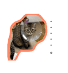モコとアイニャンそしてシンバの猫三姉妹（個別スタンプ：6）