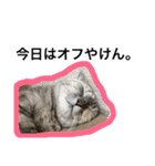 モコとアイニャンそしてシンバの猫三姉妹（個別スタンプ：8）
