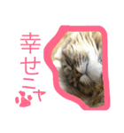 モコとアイニャンそしてシンバの猫三姉妹（個別スタンプ：11）