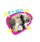 モコとアイニャンそしてシンバの猫三姉妹（個別スタンプ：14）