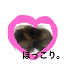 モコとアイニャンそしてシンバの猫三姉妹（個別スタンプ：16）
