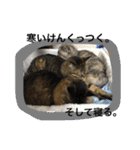 モコとアイニャンそしてシンバの猫三姉妹（個別スタンプ：19）