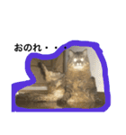 モコとアイニャンそしてシンバの猫三姉妹（個別スタンプ：21）