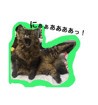 モコとアイニャンそしてシンバの猫三姉妹（個別スタンプ：22）