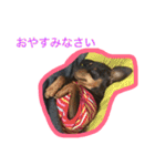 バロンとルルラブ。ミニピン・レトリバー。（個別スタンプ：23）