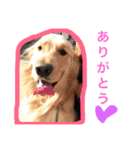 バロンとルルラブ。ミニピン・レトリバー。（個別スタンプ：24）