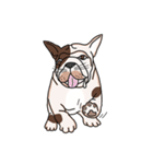 Tommy - French bulldog（個別スタンプ：9）