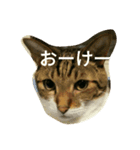 うちのわんにゃん（個別スタンプ：5）