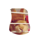幸運のうさぎ（個別スタンプ：3）