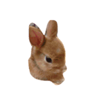 幸運のうさぎ（個別スタンプ：8）