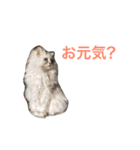 ミセスHの猫達  ver.2（個別スタンプ：2）