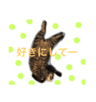 ミセスHの猫達  ver.2（個別スタンプ：4）