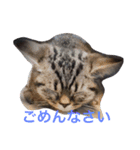 ミセスHの猫達  ver.2（個別スタンプ：5）