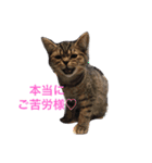 ミセスHの猫達  ver.2（個別スタンプ：6）