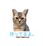 ミセスHの猫達  ver.2（個別スタンプ：7）