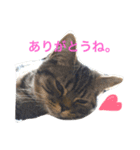 ミセスHの猫達  ver.2（個別スタンプ：8）