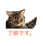 ミセスHの猫達  ver.2（個別スタンプ：9）