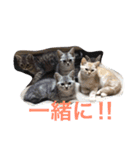 ミセスHの猫達  ver.2（個別スタンプ：12）