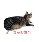 ミセスHの猫達  ver.2（個別スタンプ：13）