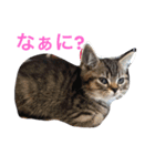 ミセスHの猫達  ver.2（個別スタンプ：14）