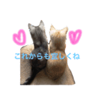 ミセスHの猫達  ver.2（個別スタンプ：15）