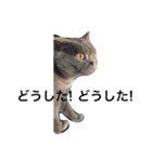 ミセスHの猫達  ver.2（個別スタンプ：16）