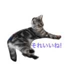 ミセスHの猫達  ver.2（個別スタンプ：17）