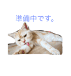 ミセスHの猫達  ver.2（個別スタンプ：18）
