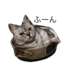 ミセスHの猫達  ver.2（個別スタンプ：19）