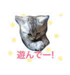 ミセスHの猫達  ver.2（個別スタンプ：20）