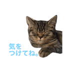 ミセスHの猫達  ver.2（個別スタンプ：22）