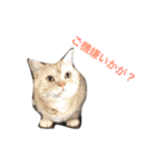 ミセスHの猫達  ver.2（個別スタンプ：23）