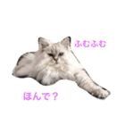 ミセスHの猫達  ver.2（個別スタンプ：24）