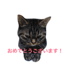 ミセスHの猫達  ver.2（個別スタンプ：25）