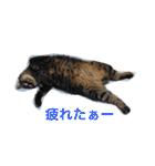 ミセスHの猫達  ver.2（個別スタンプ：27）