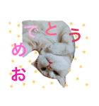 ミセスHの猫達  ver.2（個別スタンプ：28）