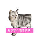 ミセスHの猫達  ver.2（個別スタンプ：29）