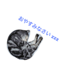 ミセスHの猫達  ver.2（個別スタンプ：30）