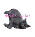 ミセスHの猫達  ver.2（個別スタンプ：31）
