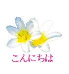 KiKi' Flower garden 3（個別スタンプ：2）