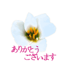 KiKi' Flower garden 3（個別スタンプ：9）